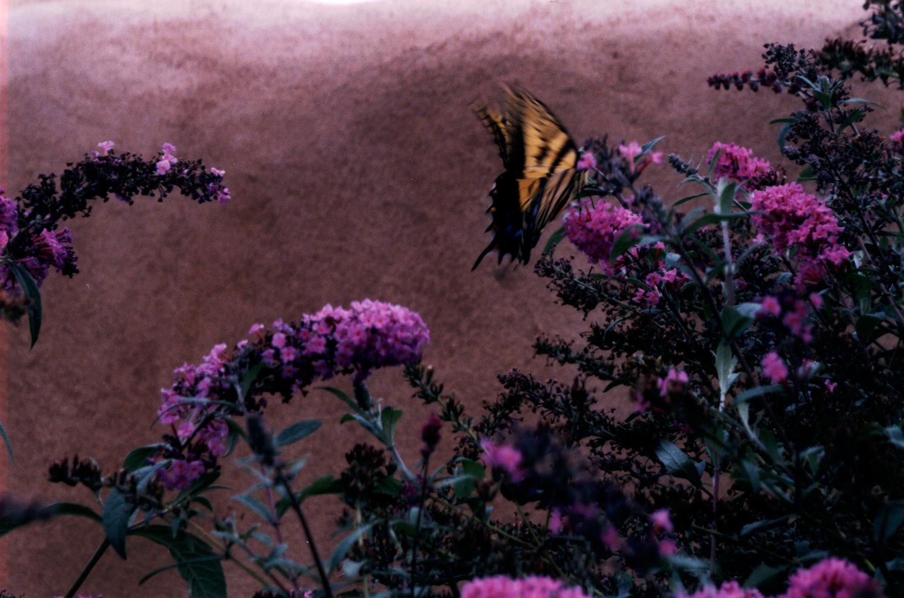 butterflybush.jpg